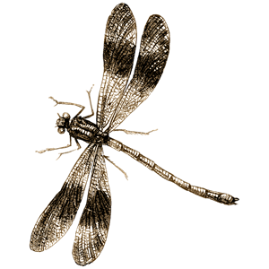 Dragonfly PNG-26281